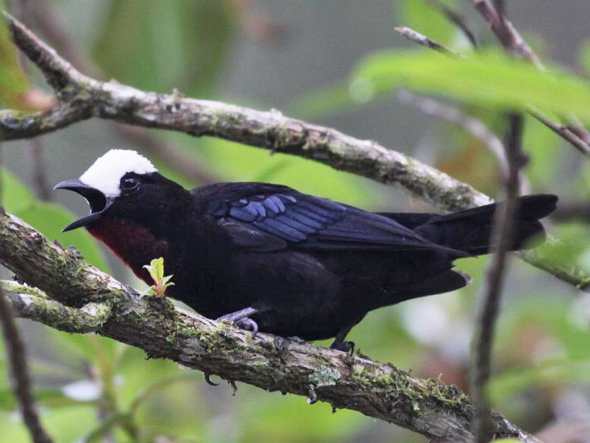 White-capped Tanager - Ian Davies