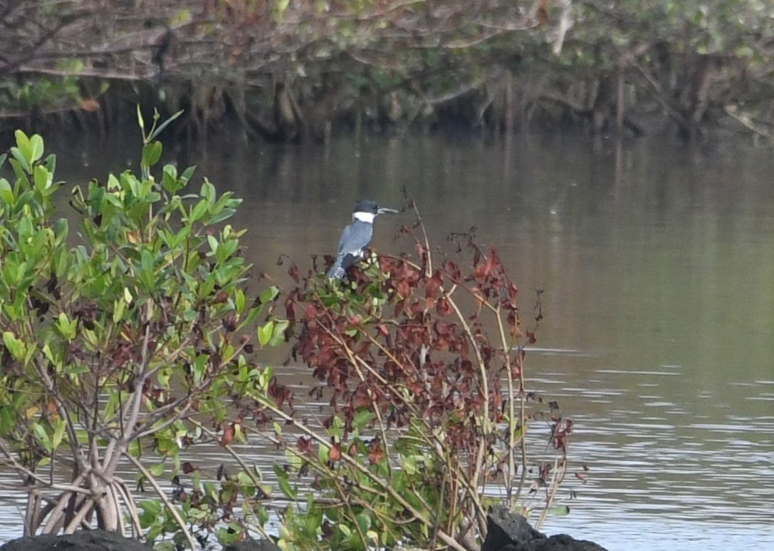 Belted Kingfisher - ML70011531