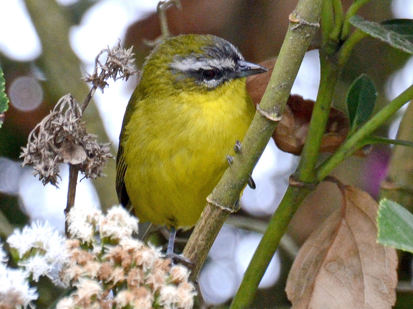 Superciliaried Hemispingus - David M. Bell