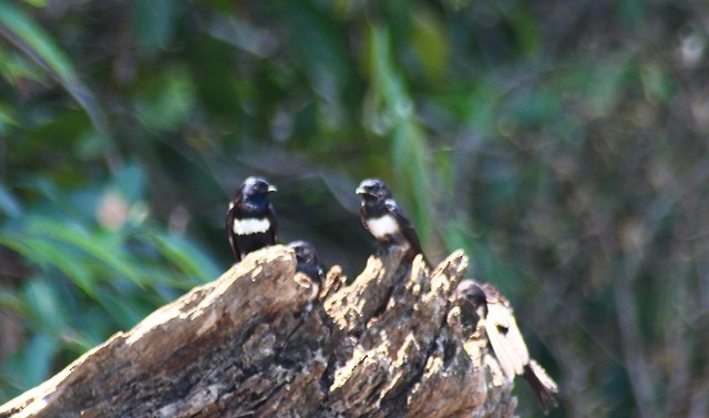 White-banded Swallow - ML70013521