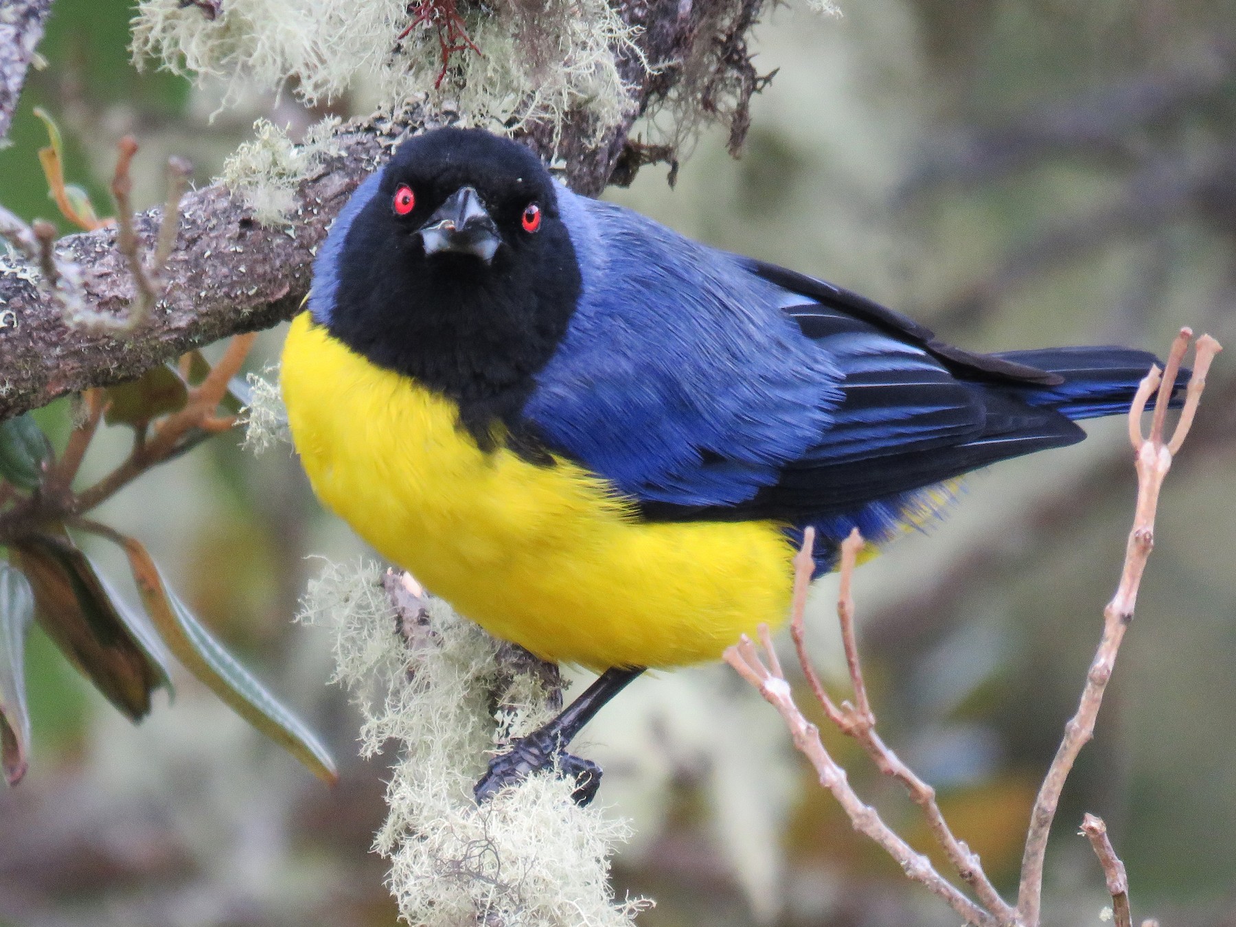 hooded mountain tanager - eBird