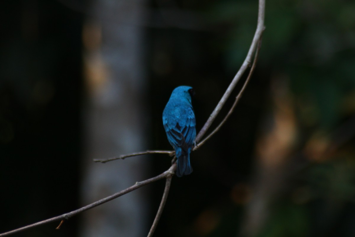 Swallow Tanager - ML70014091