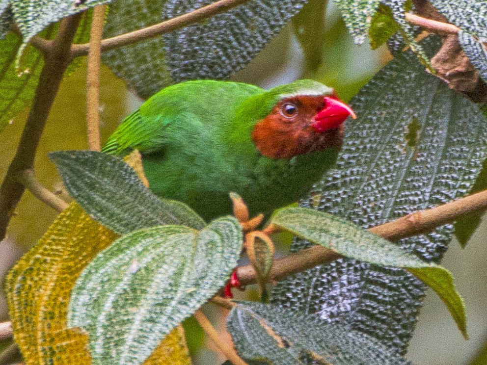 Grass-green Tanager - eBird