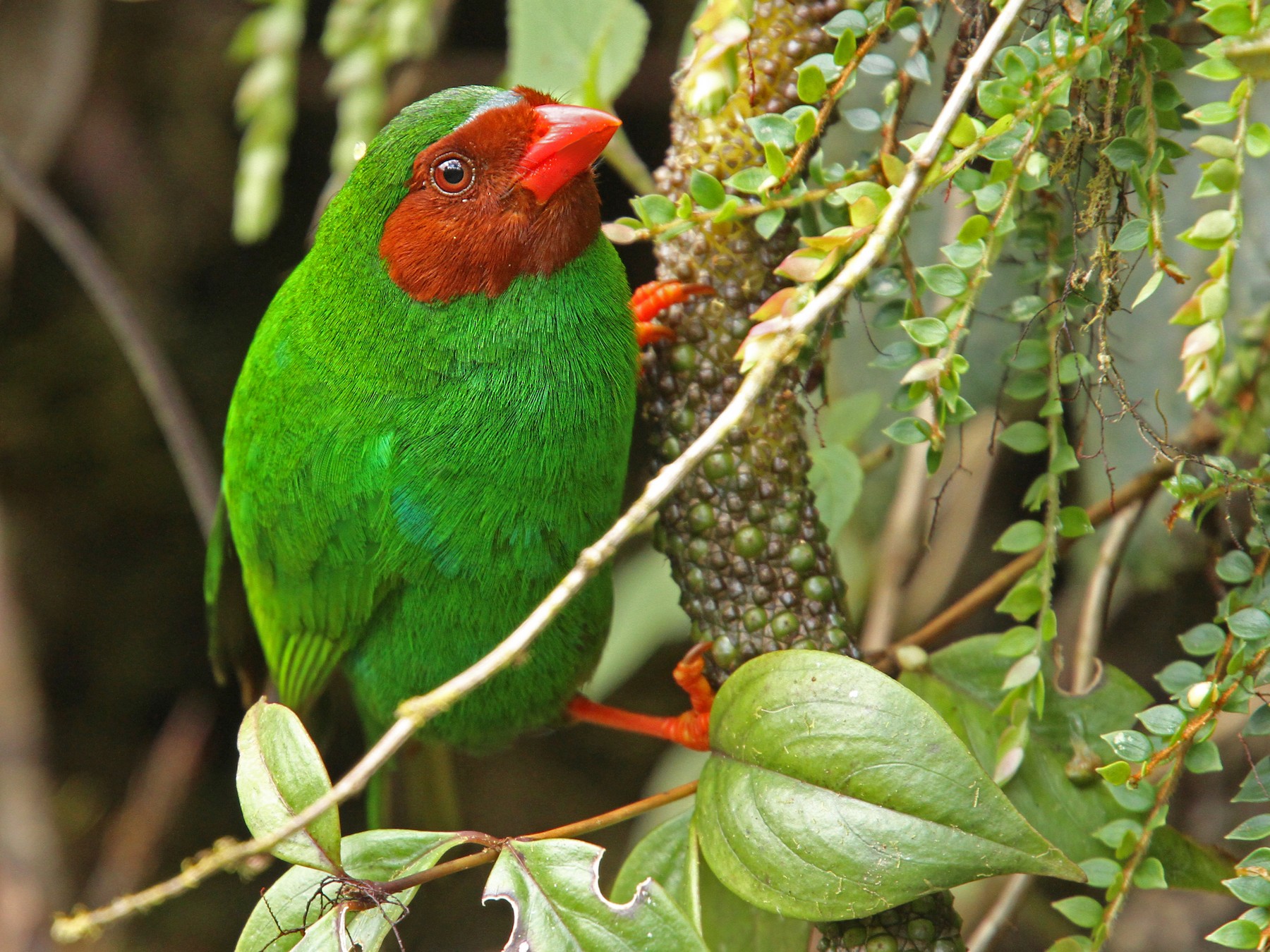 Grass-green Tanager - Luke Seitz