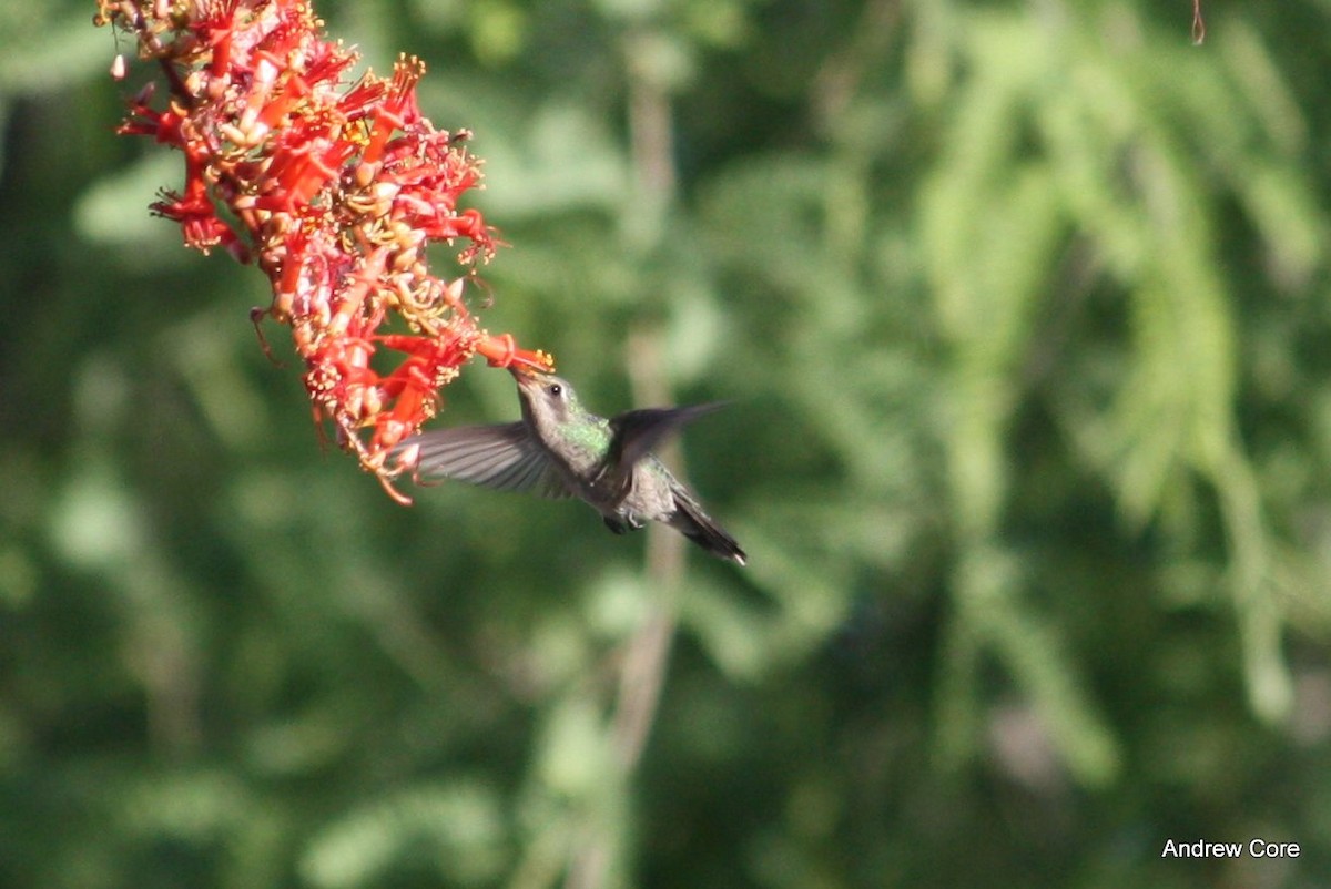 Broad-billed Hummingbird - Andrew Core