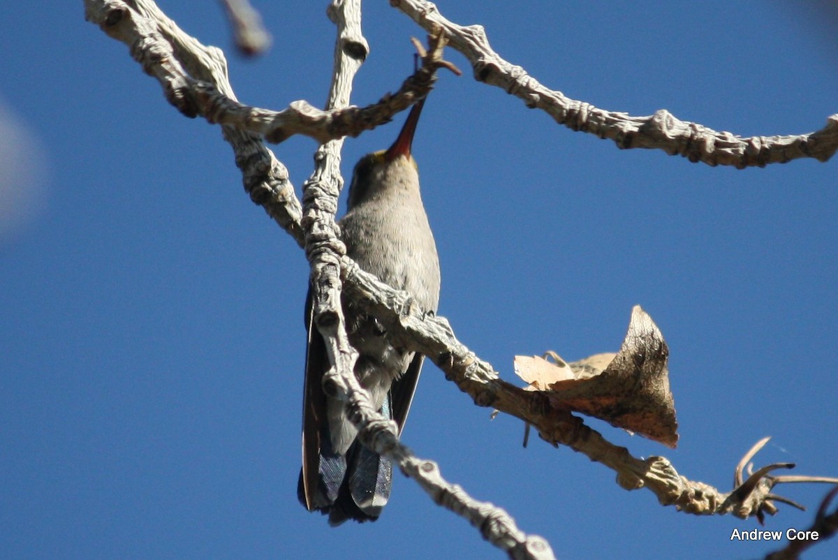 Broad-billed Hummingbird - ML70015411
