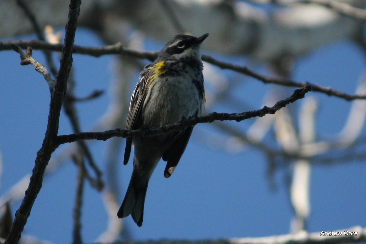 Yellow-rumped Warbler (Myrtle) - Andrew Core