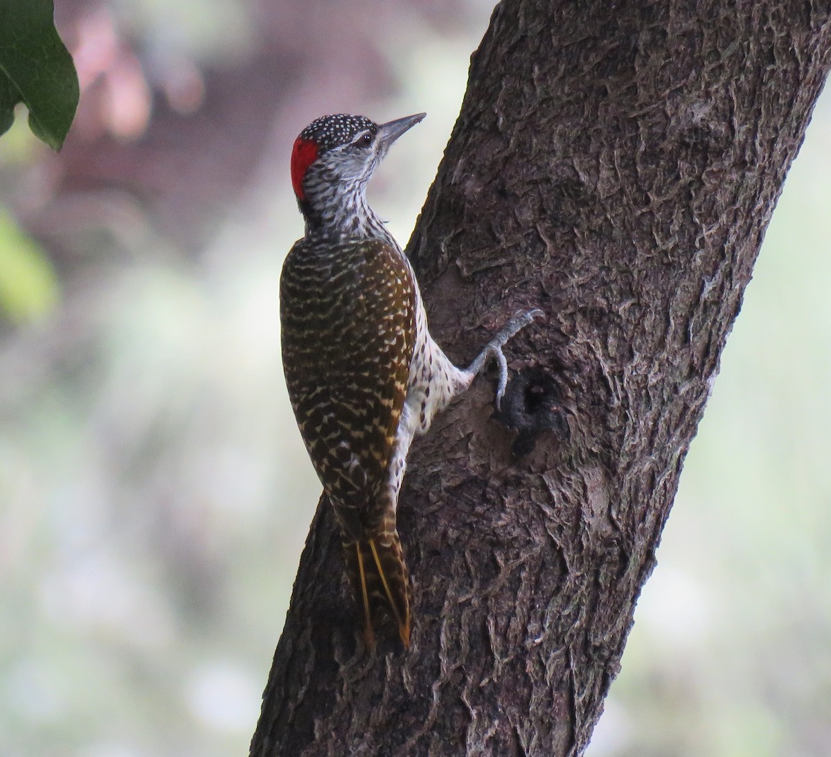 Golden-tailed Woodpecker (Golden-tailed) - ML70016811