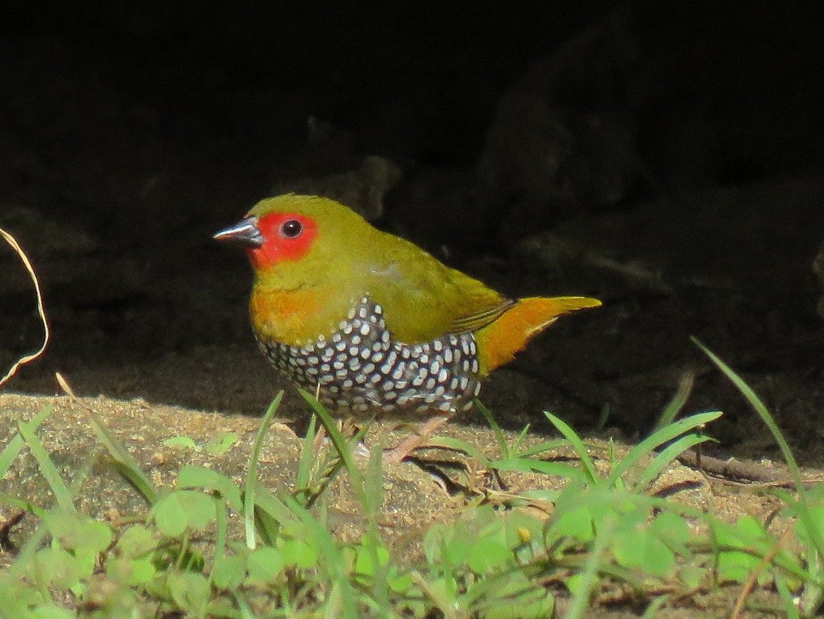 Green-backed Twinspot (Green-breasted) - Tracy Arthur