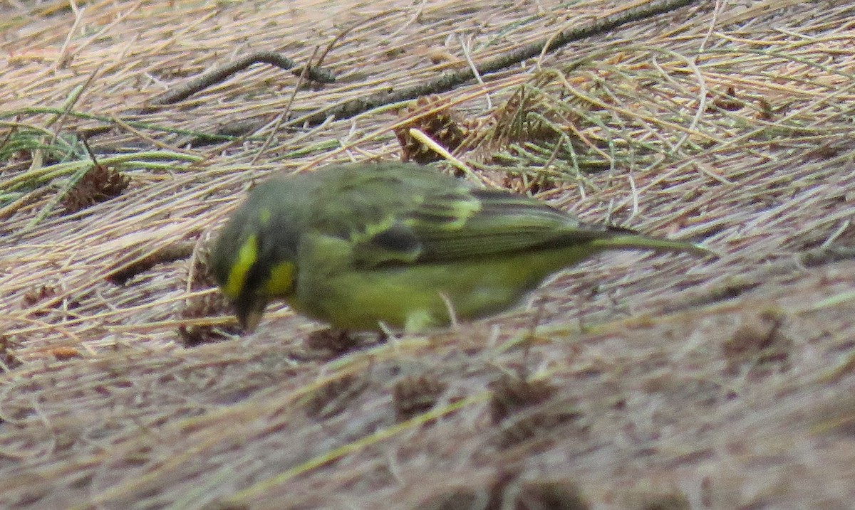 Yellow-fronted Canary - ML70016871