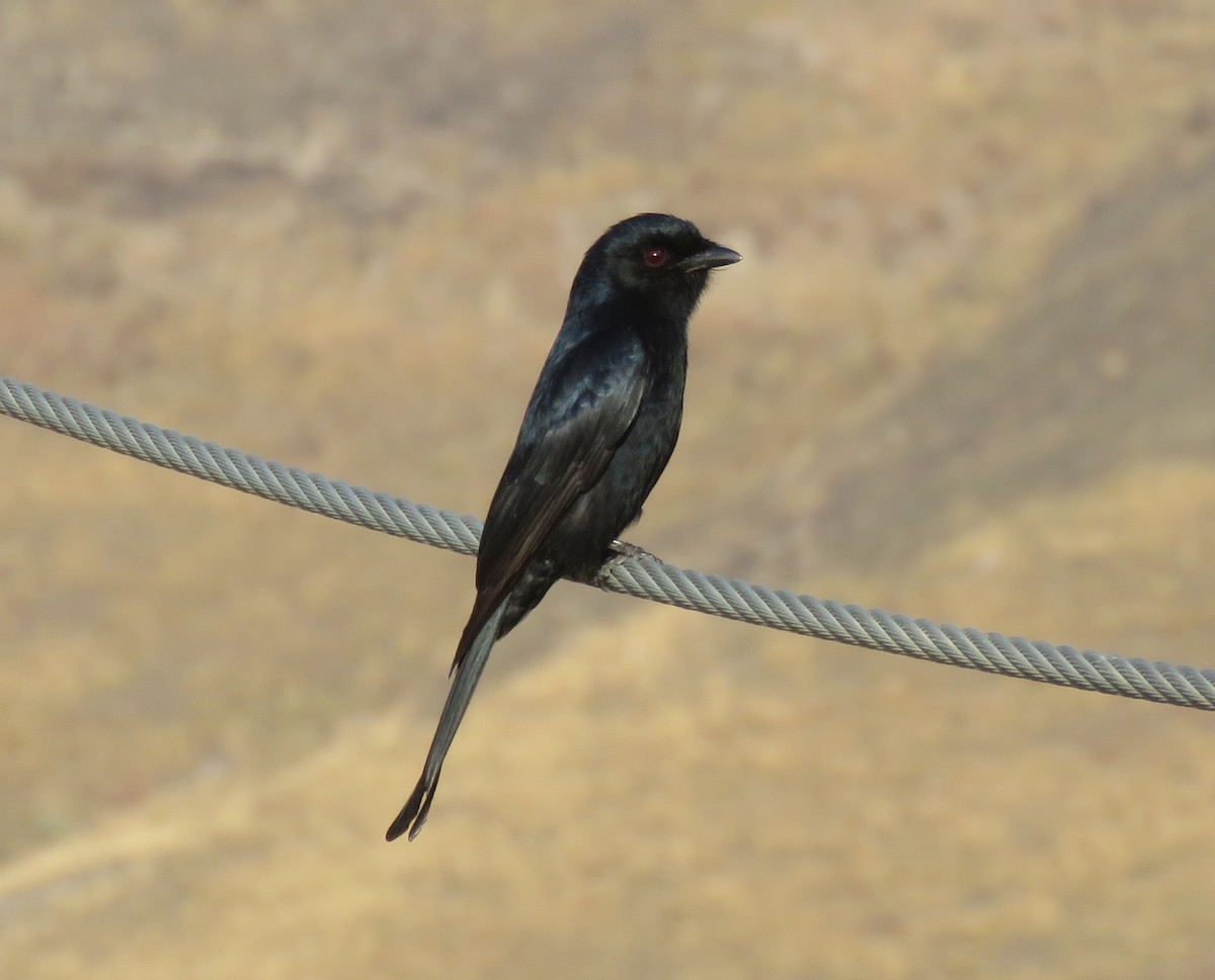 Fork-tailed Drongo - ML70017341