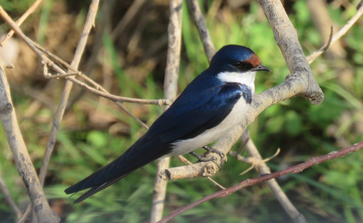 White-throated Swallow - ML70017351
