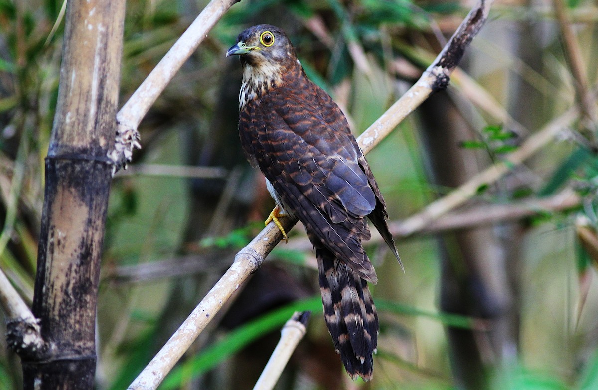 Hodgson's Hawk-Cuckoo - ML70017691