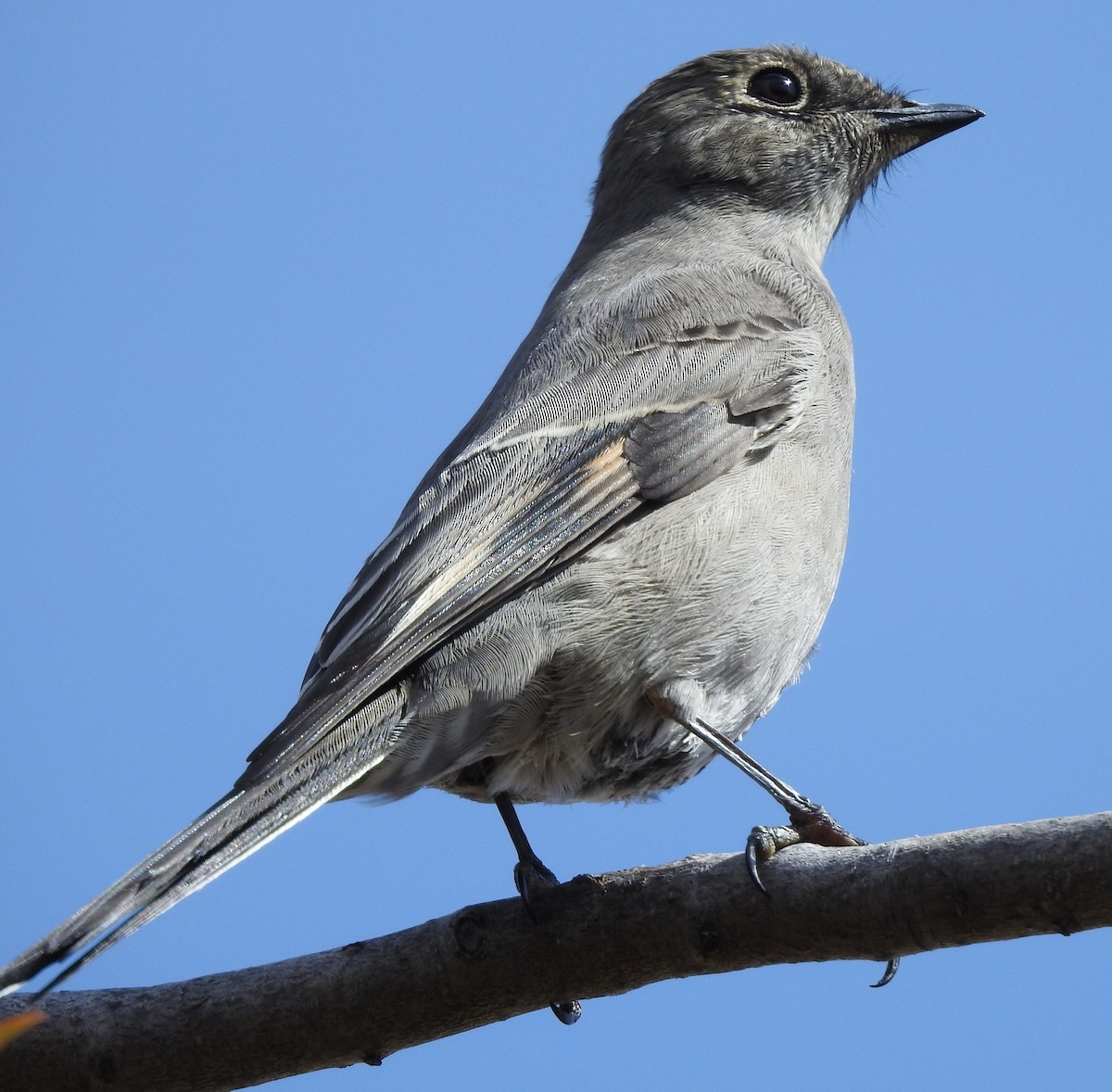 Townsend's Solitaire - Shane Sater