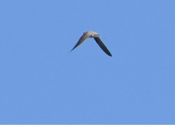 Northern Rough-winged Swallow - ML70021841