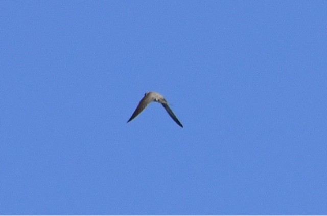 Northern Rough-winged Swallow - ML70021851