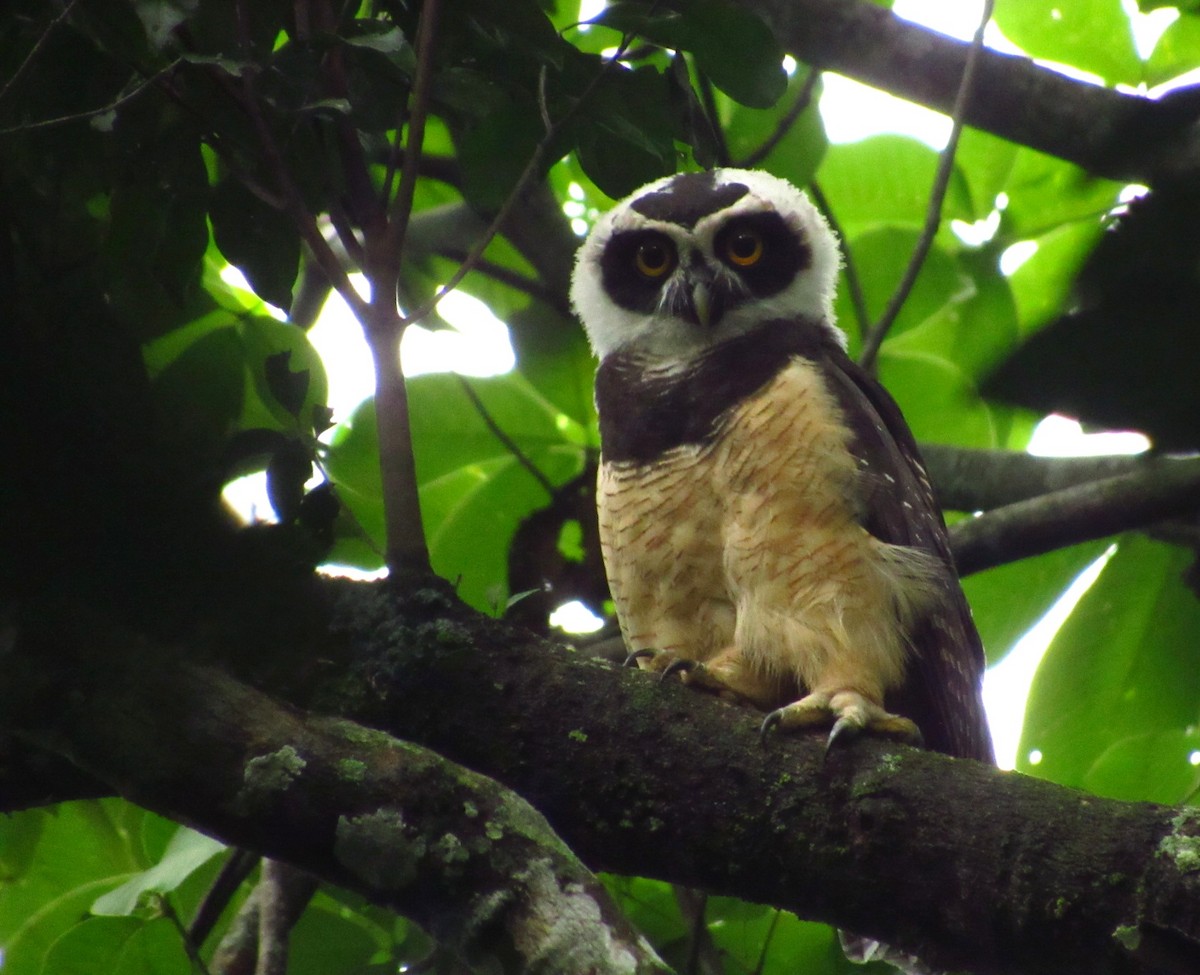 Spectacled Owl - Lester De León Lux (Birding guide) lesterdeleonlux@gmail.com +502 45082877