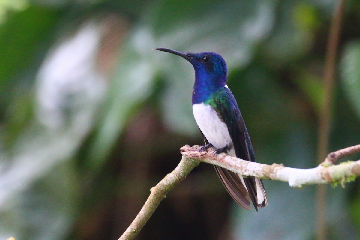 White-necked Jacobin - Devin Griffiths