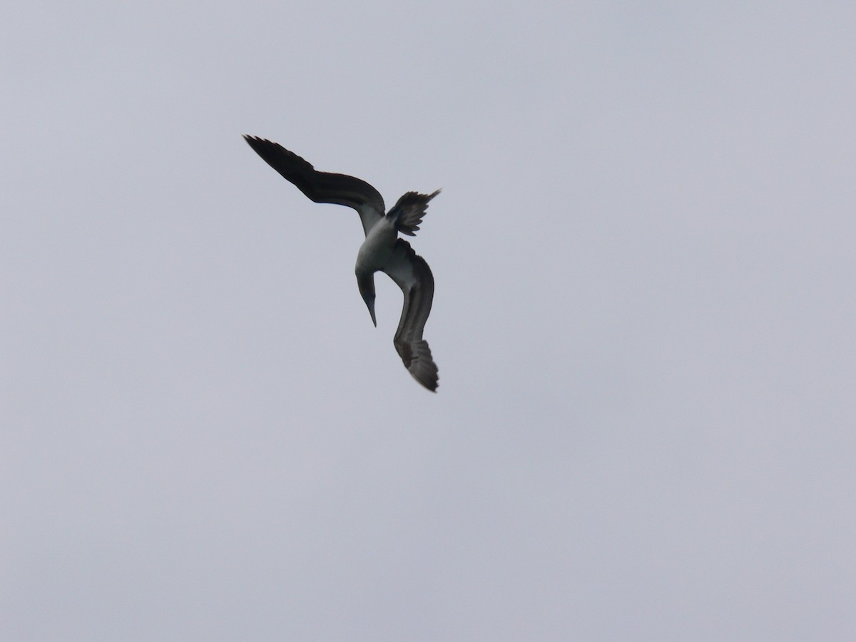 Blue-footed Booby - ML70024141