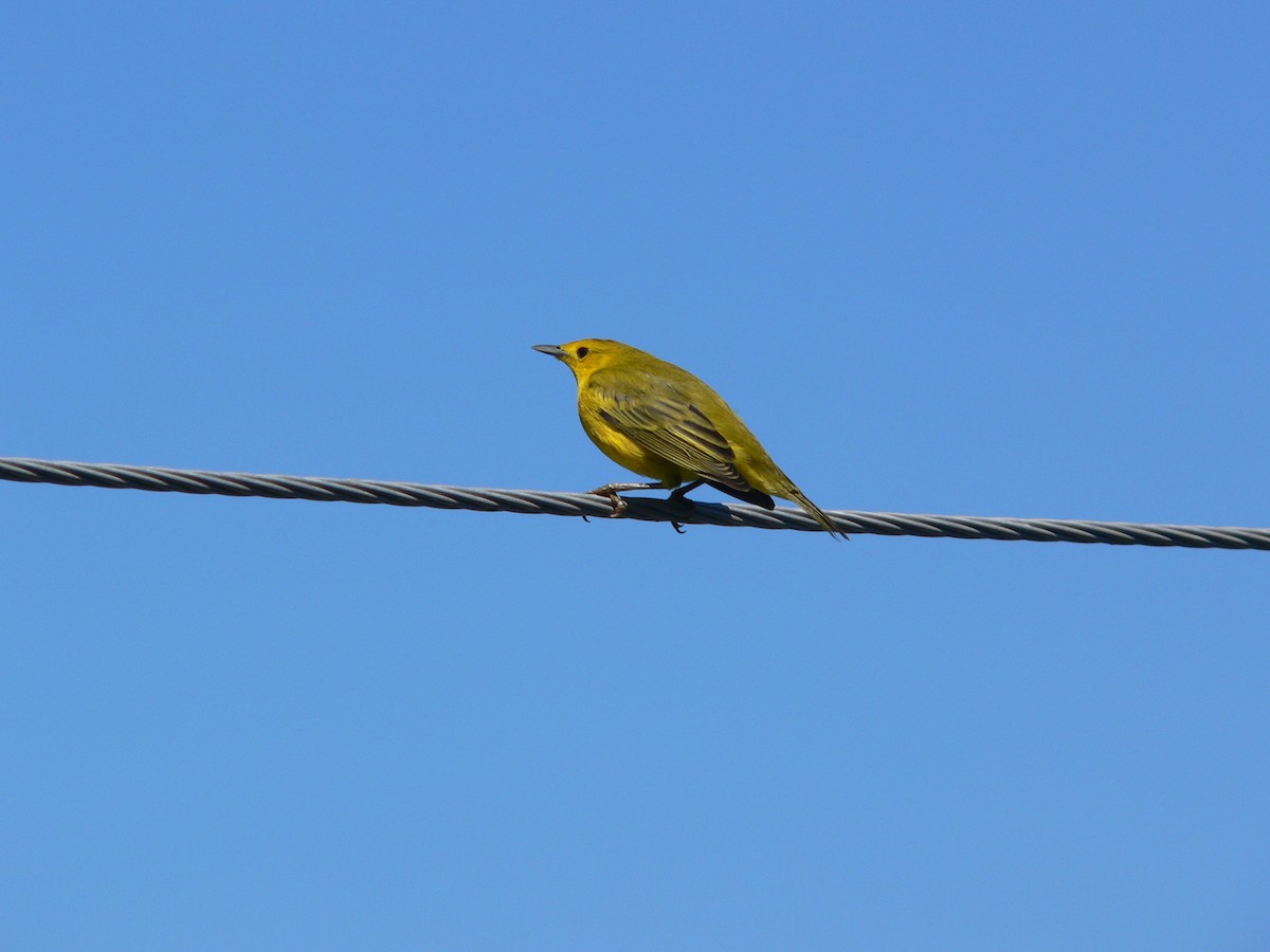 Yellow Warbler (Galapagos) - ML70024241