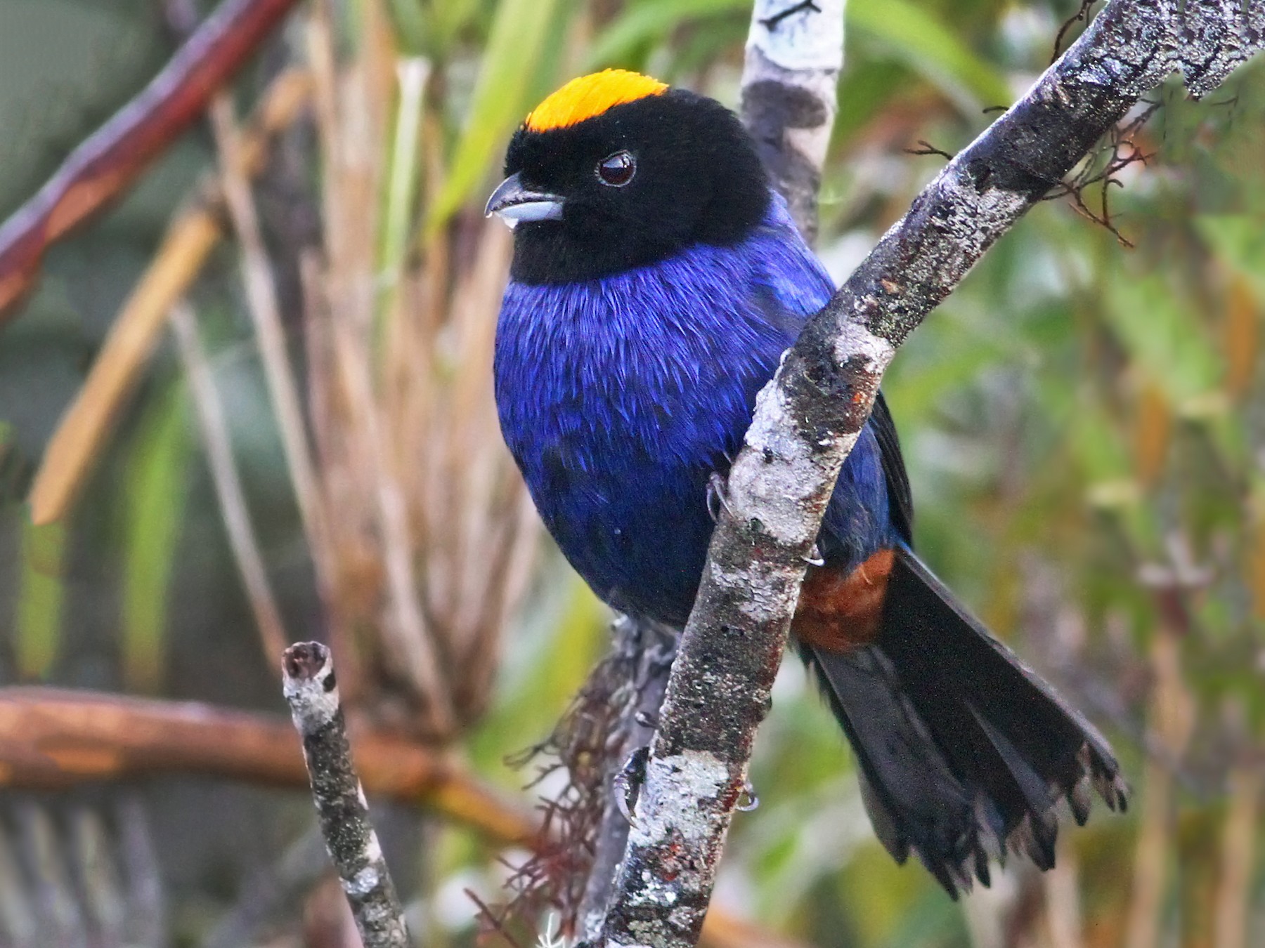 Golden-crowned Tanager - Andrew Spencer