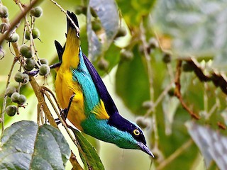 Male (Yellow-tufted) - Roger Ahlman - ML70024741