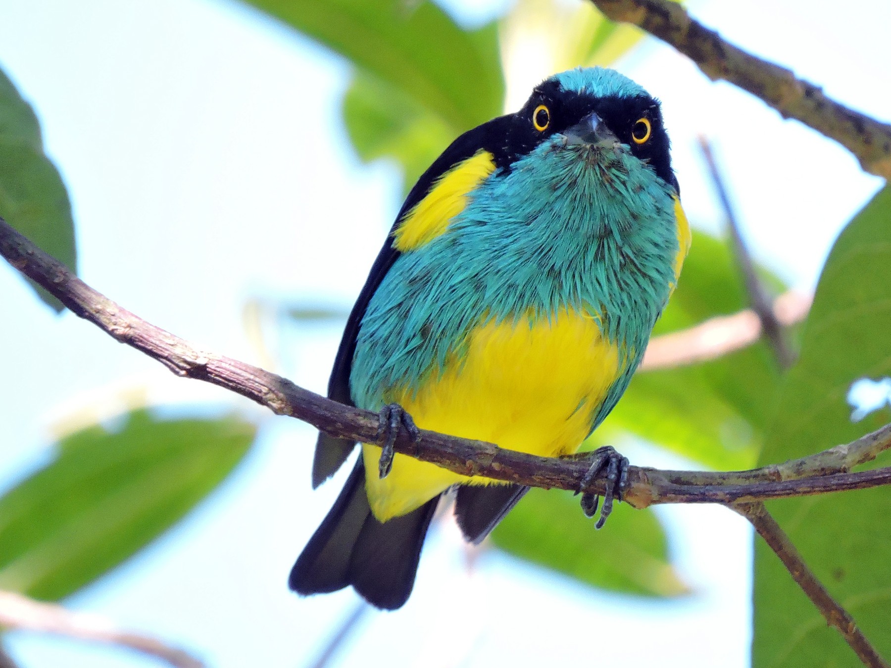 Black-faced Dacnis - eBird