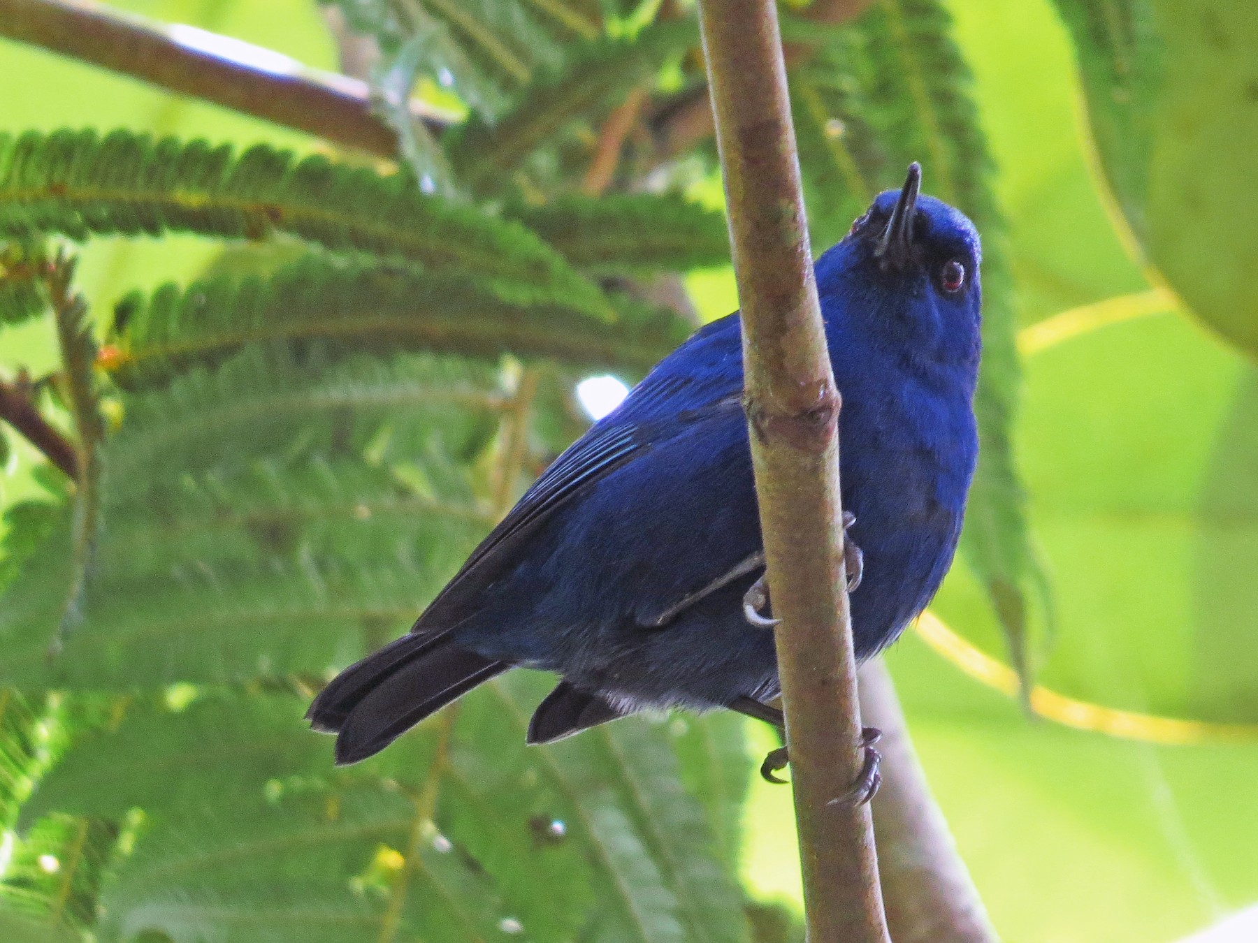 アイイロハナサシミツドリ Ebird