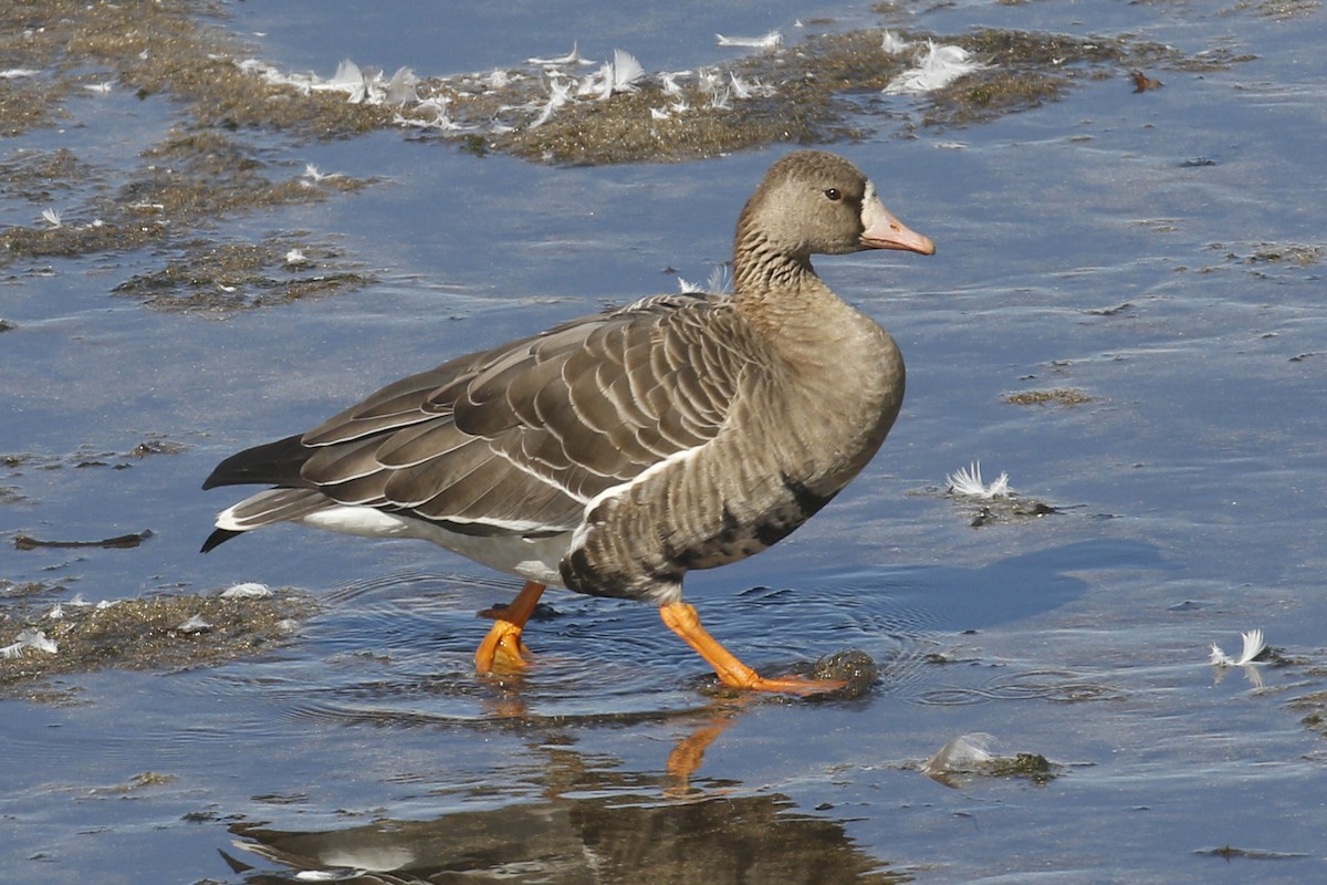 Greater White-fronted Goose - ML70028901