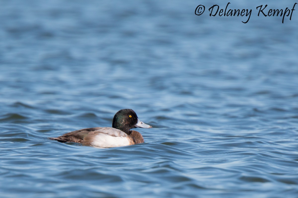 Greater Scaup - Delaney Kempf