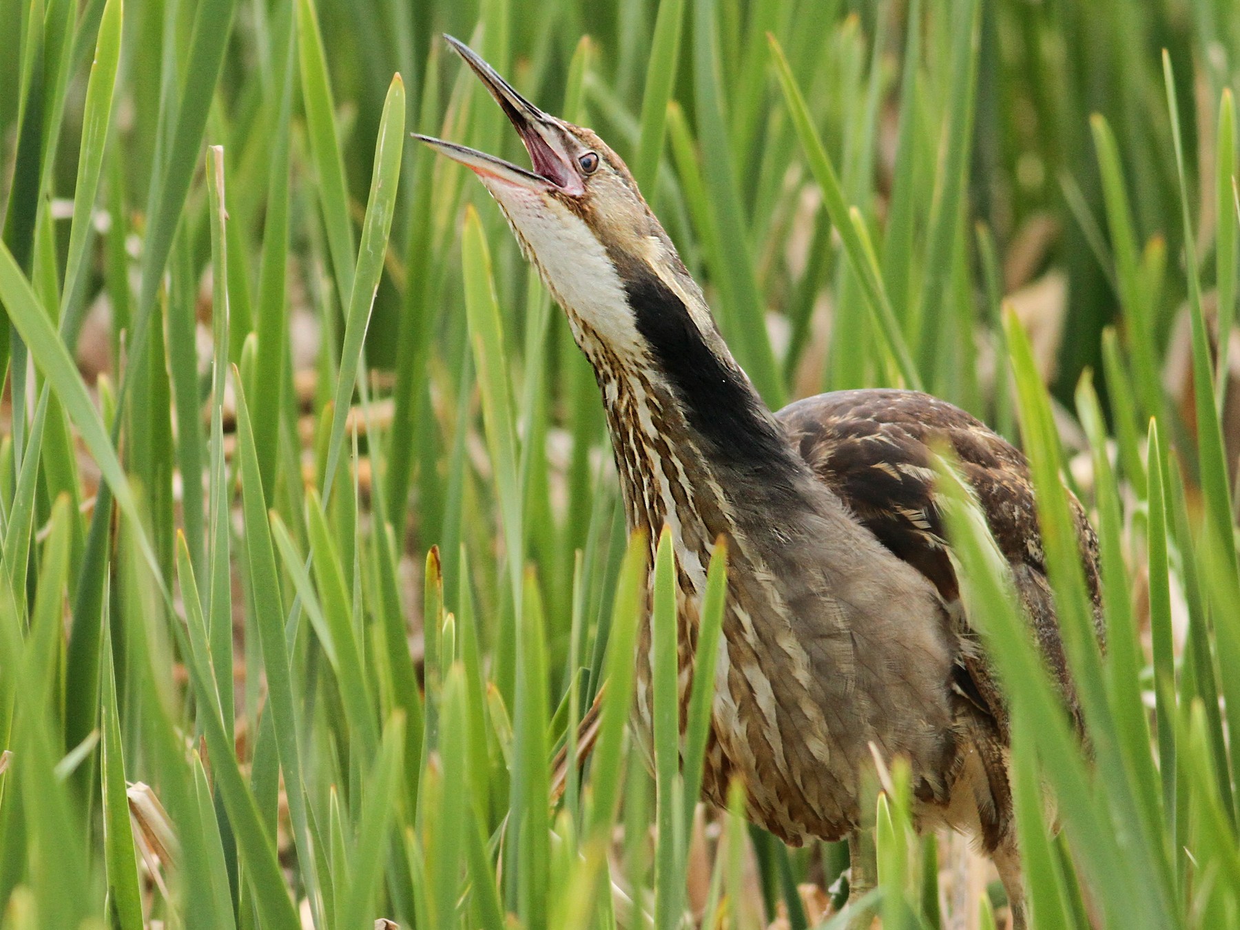 American Bittern - Luke Seitz