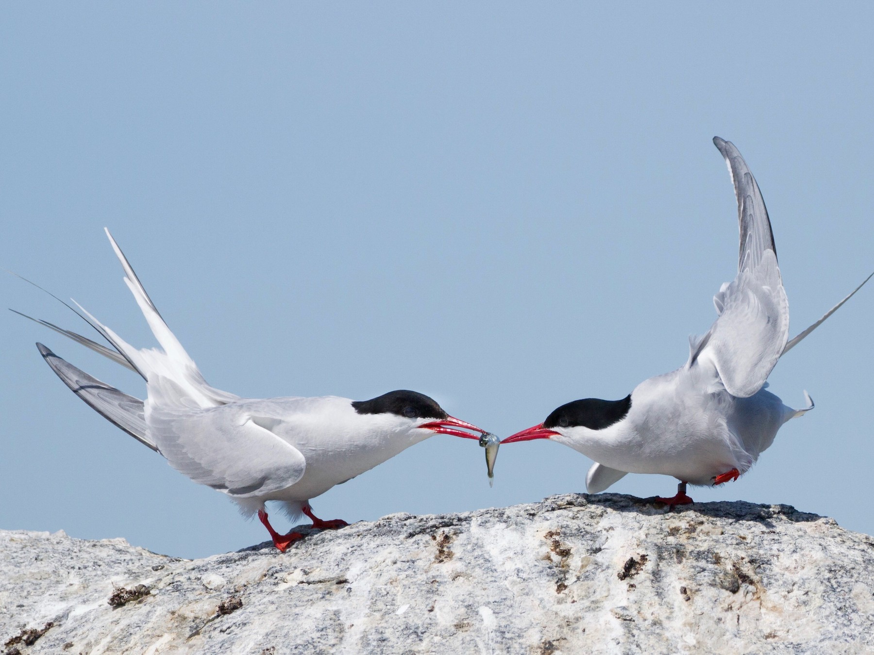 Arctic Tern - Oscar Wilhelmy