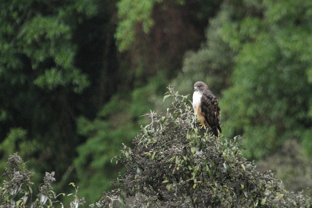 Red-tailed Hawk (costaricensis) - ML70034041
