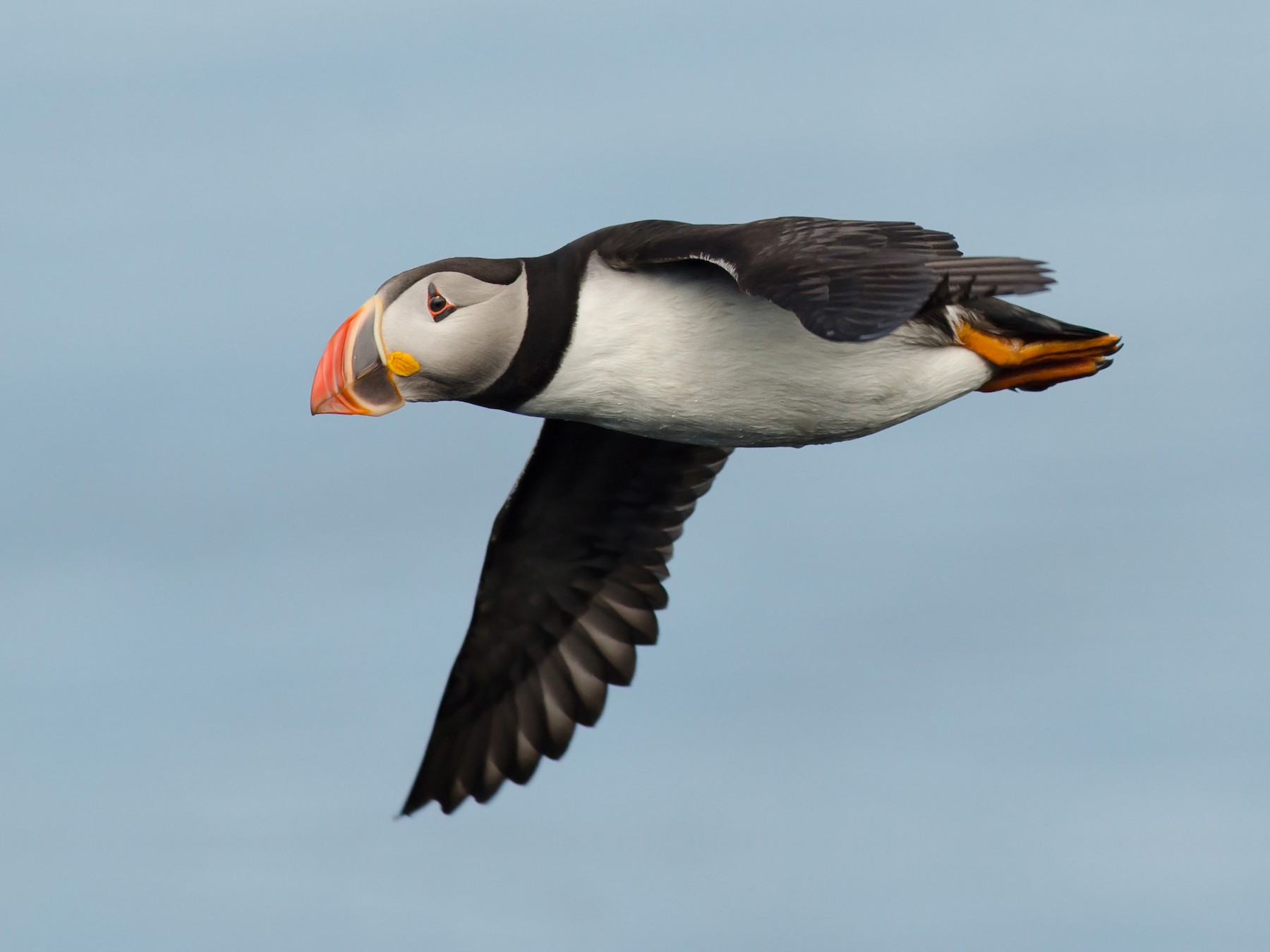 Atlantic Puffin - Alix d'Entremont