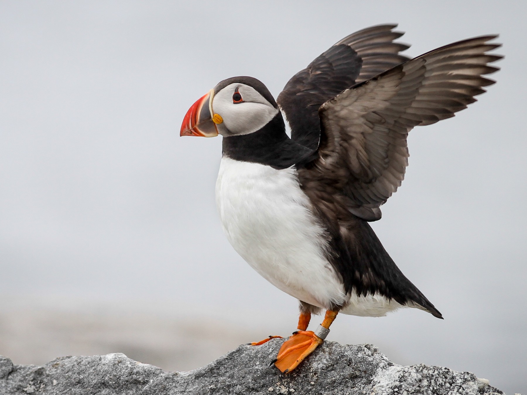 Atlantic Puffin - Fratercula arctica - Birds of the World