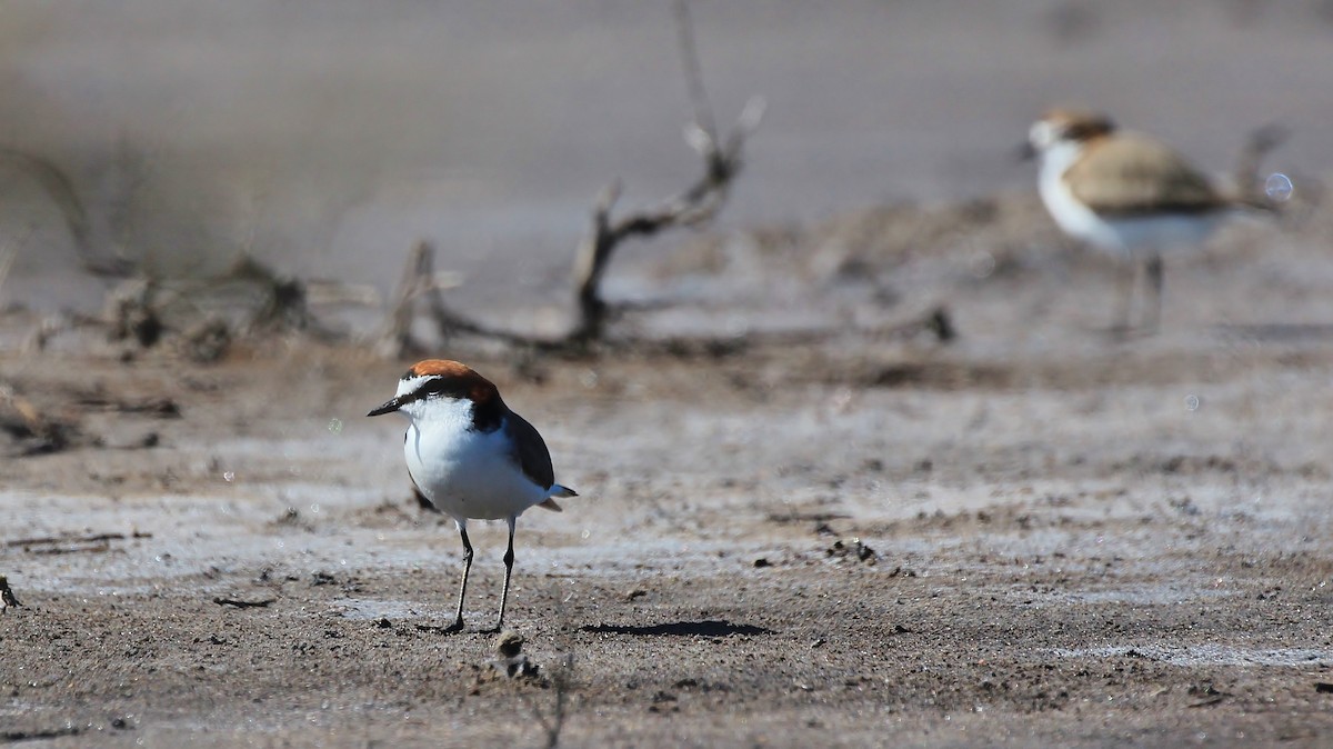 Red-capped Plover - ML70034921