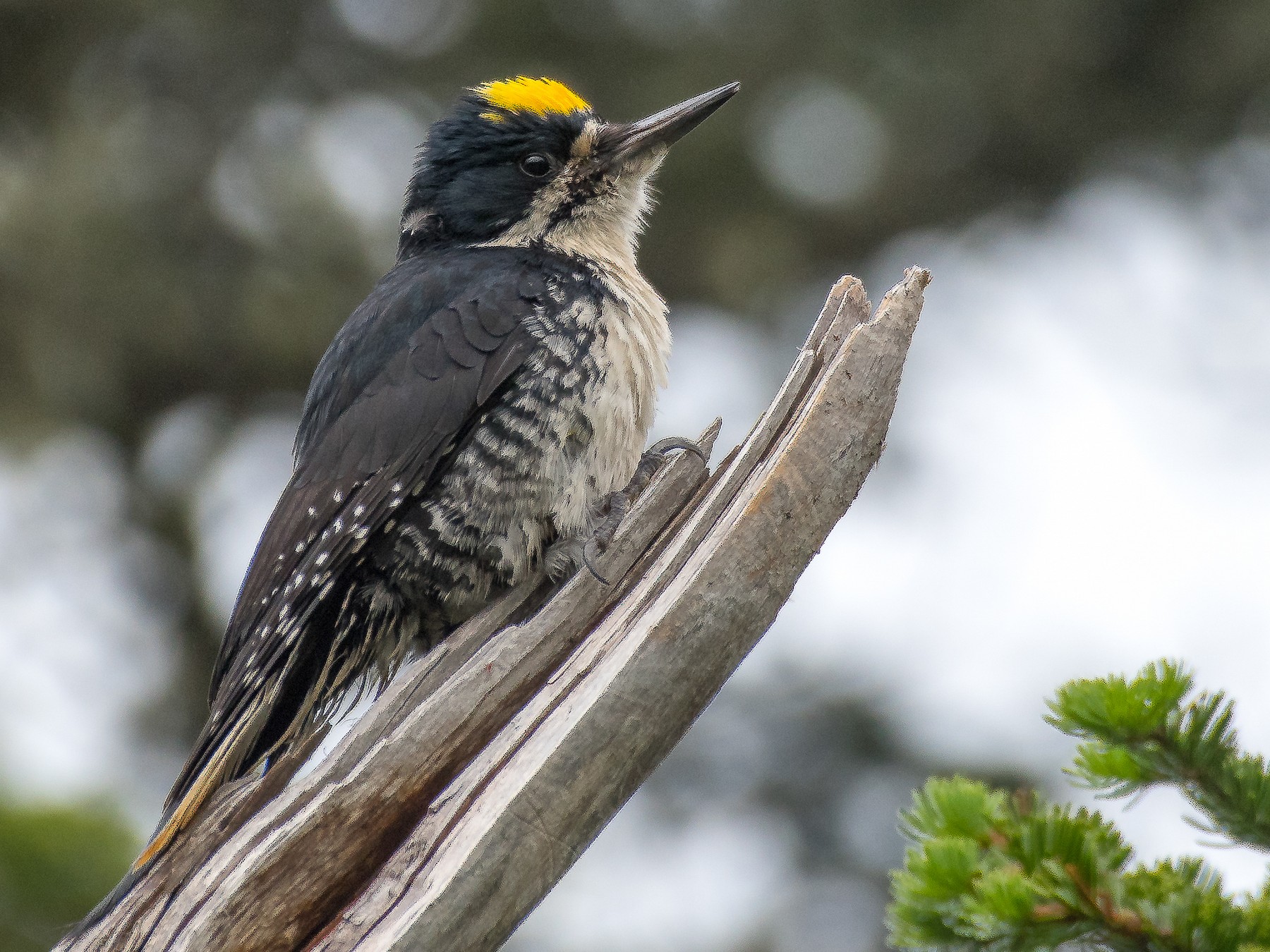 Black-backed Woodpecker - Jason Dain