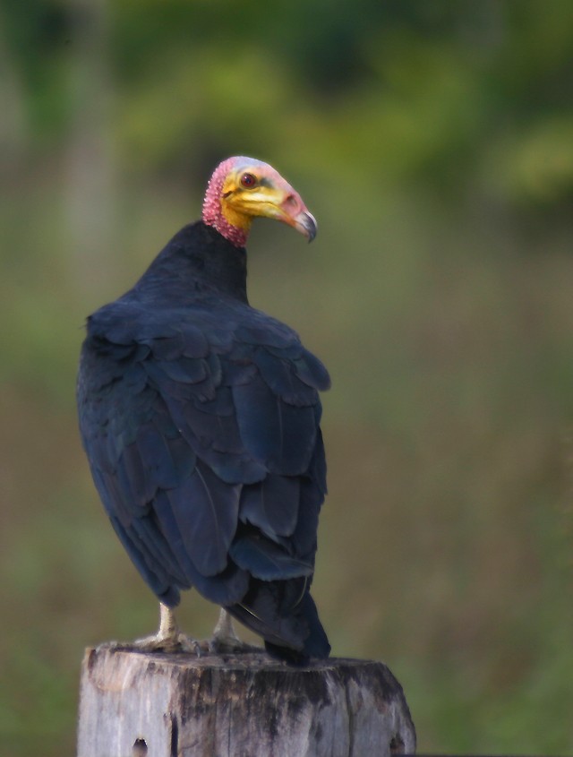 Lesser Yellow-headed Vulture - ML70037181