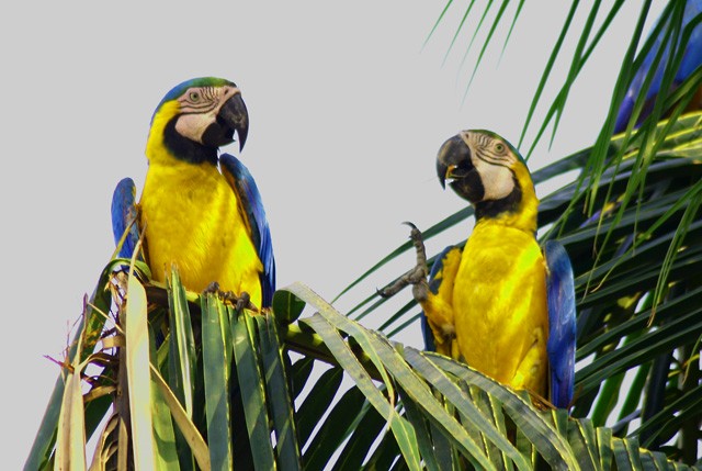 Blue-and-yellow Macaw - ML70037731