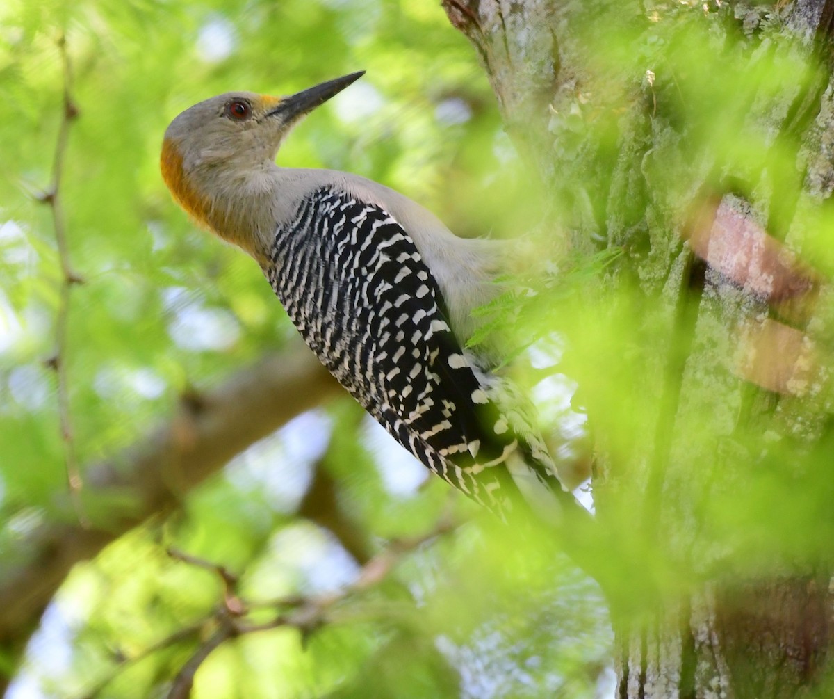 Golden-fronted Woodpecker - James Bozeman