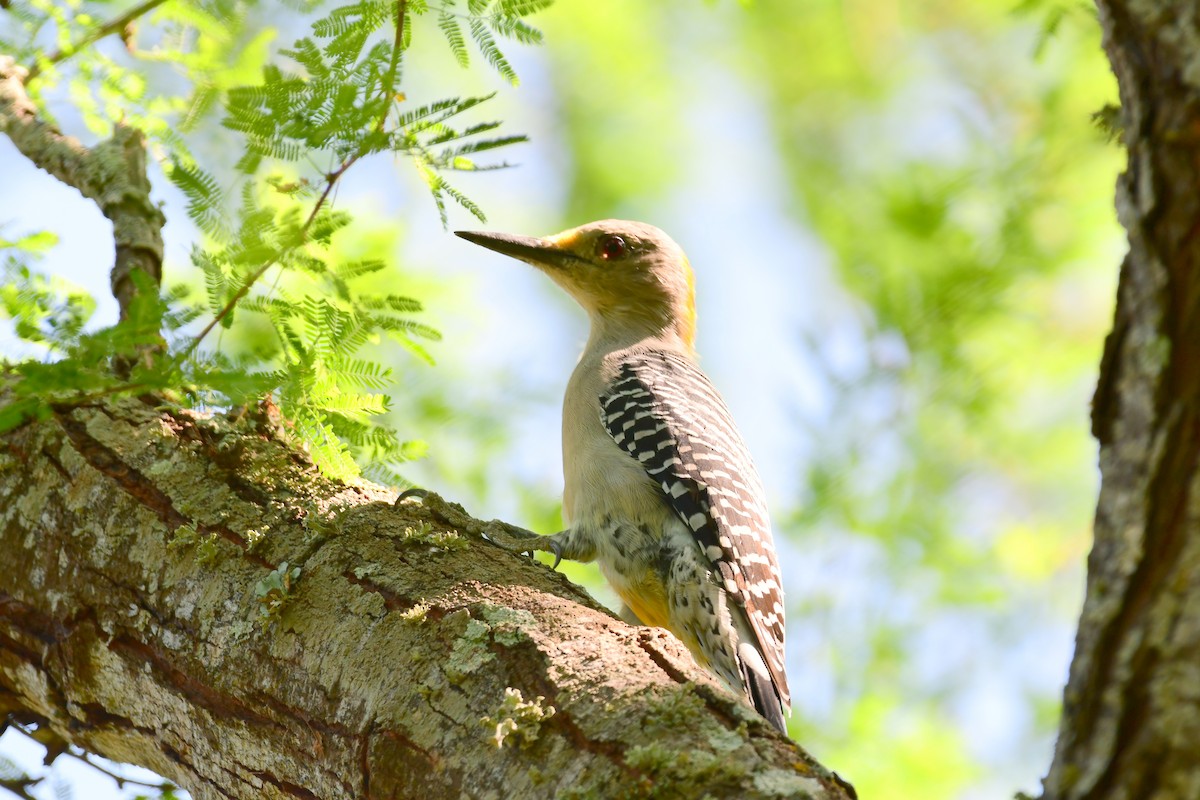 Golden-fronted Woodpecker - ML70039531