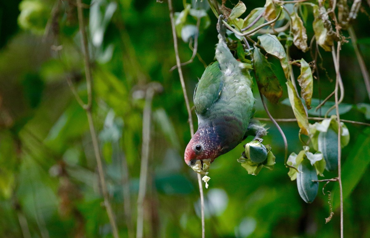 Speckle-faced Parrot (Plum-crowned) - Timo Mitzen