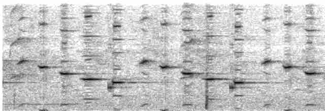 Psophode carillonneur - ML700411