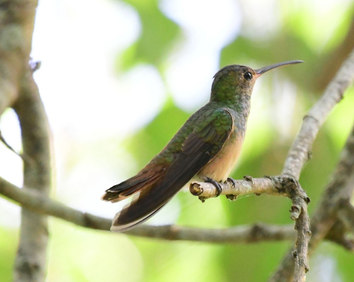 Buff-bellied Hummingbird - ML70041311