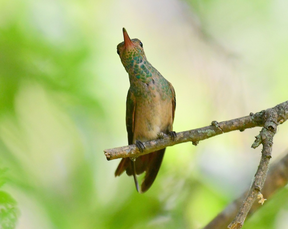 Buff-bellied Hummingbird - ML70041331