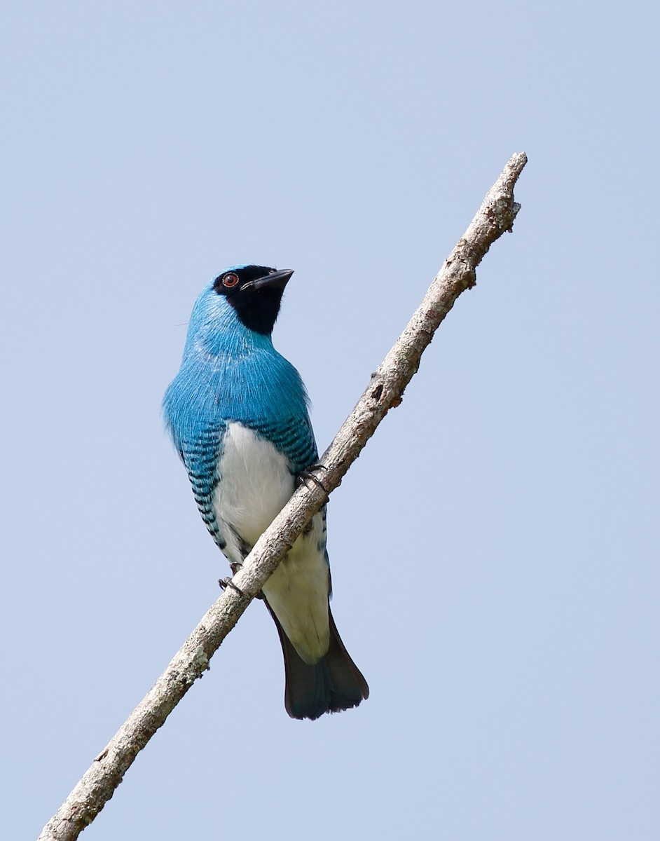 Swallow Tanager - ML70041951