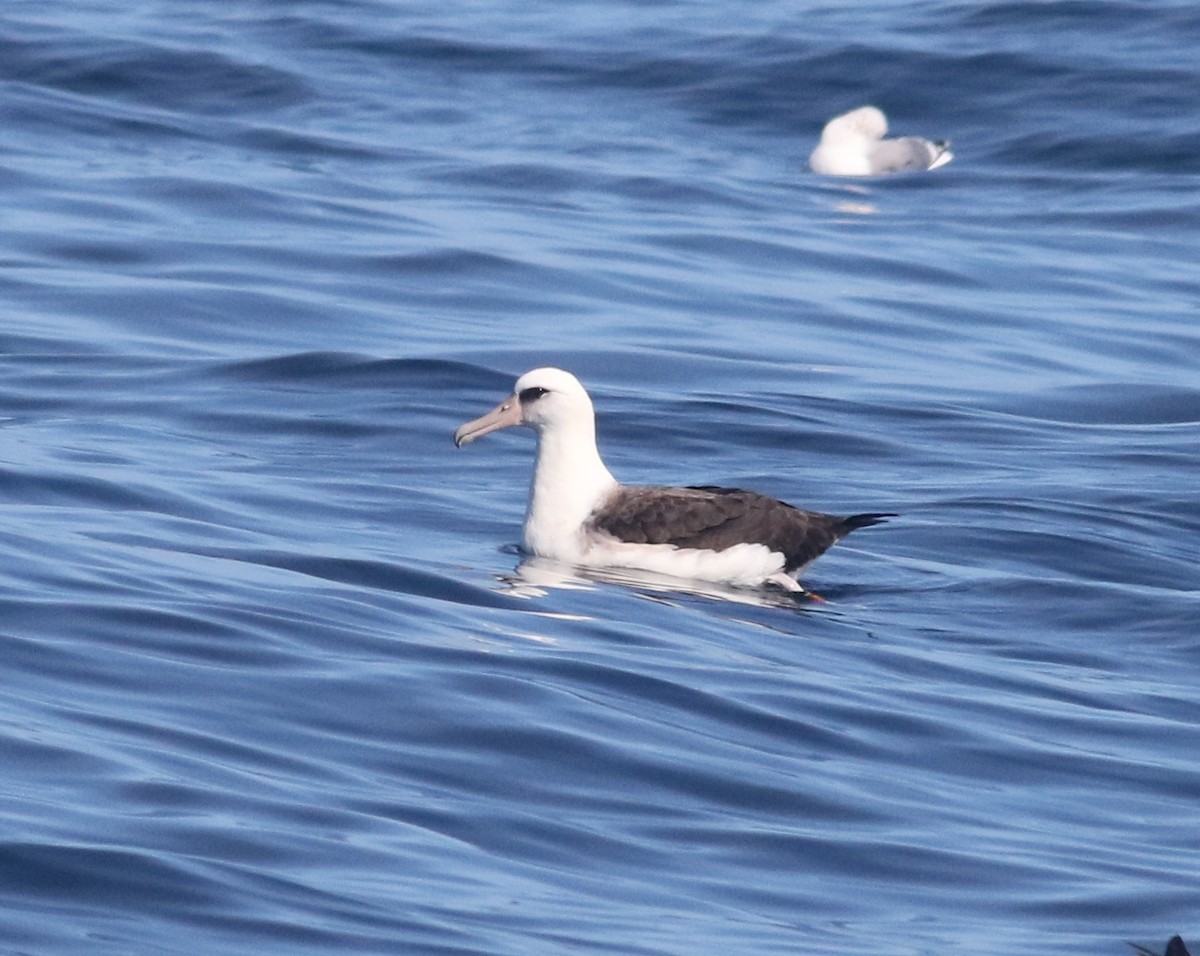 Laysan Albatross - ML70045901