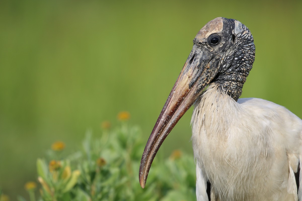 Wood Stork - Alec Hopping