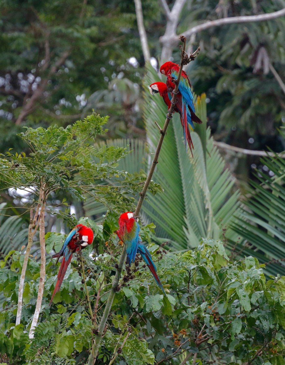 Red-and-green Macaw - Timo Mitzen