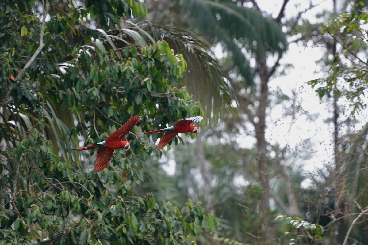 Red-and-green Macaw - ML70048281